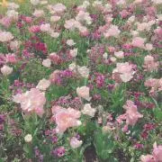 pipiの画像