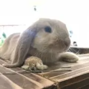 miharuの画像