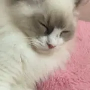 わんころの画像