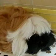 つむっち