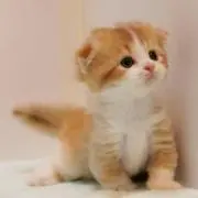 しろにゃん