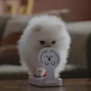 Blancの画像