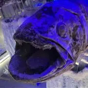 まめぞうの画像