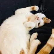 まるたか