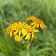 udotoriの画像