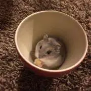 にゃーごの画像