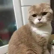 てっちゃん