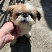 Shihtzulove