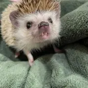 KCの画像