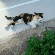ゆっけの画像