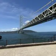 ポムの樹の画像