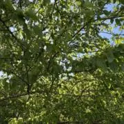 mamikoの画像