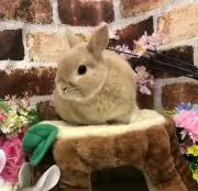 チョコころねの画像