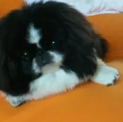 hiro CJの画像