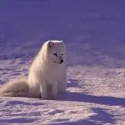 Reiの画像