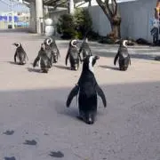 ゆあの画像