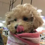 ひちゃんの画像
