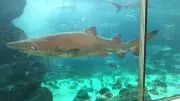 メーサ