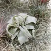 RyuRyuryuの画像