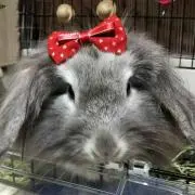 けろ