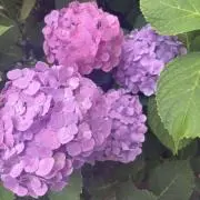 MiJu❀の画像