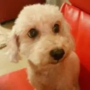しばっち
