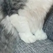 みーすけの画像