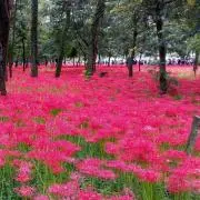 花✾花の画像