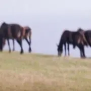 2996