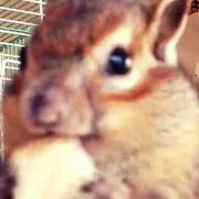 スバル