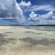 たんしおの画像