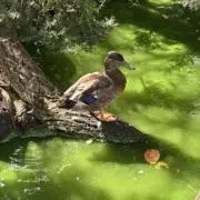 ひーの画像