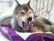 MAXの画像
