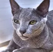 rindarimda