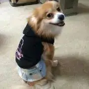 プリン
