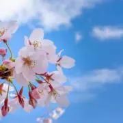 たなか 即購入大歓迎ですの画像