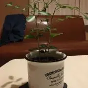 chamの画像