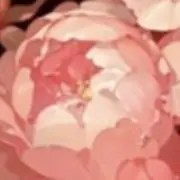 アコードの画像