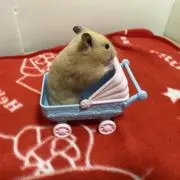 あさみんの画像