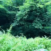 Satoの画像