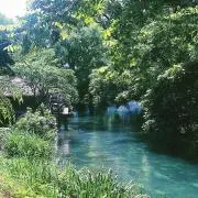 ちゃの画像
