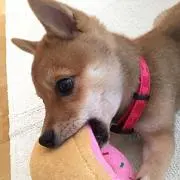Renaの画像