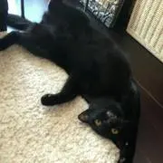 りりり