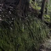 鉄雄の画像