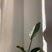 hnkの画像