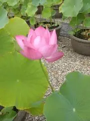 タスマ