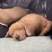 値下げしません即決対応のみの画像