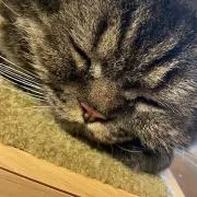 mochi