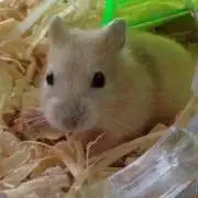 ぴーすけの画像