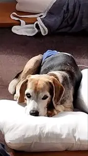 やままの画像